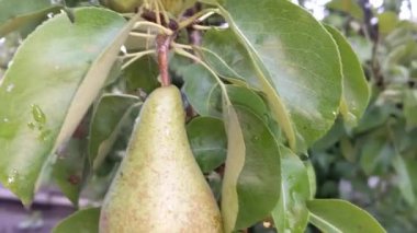 fresh green pear in the garden