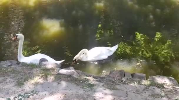 Красивий Білий Лебідь Озері — стокове відео