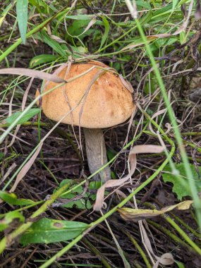 a closeup shot of a beautiful forest mushroom growing in a moss