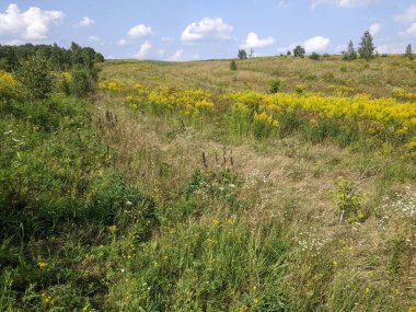 Sarı çiçekli güzel bir manzara.