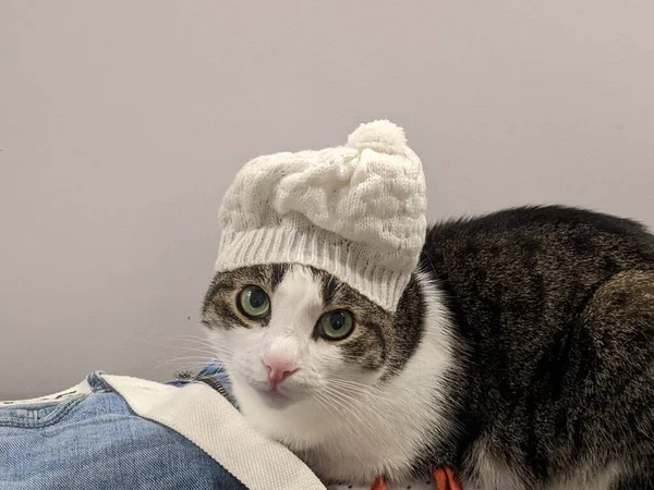 Γάτα Στο Καπέλο Και Κασκόλ Γκρι Φόντο — Φωτογραφία Αρχείου