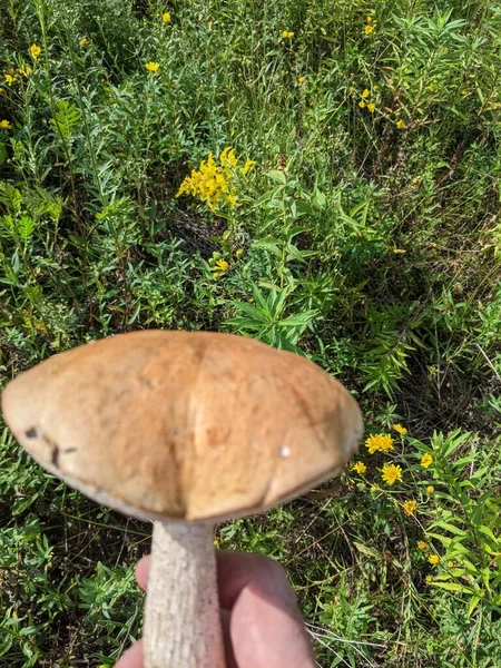 Mushroom Forest — Stock Photo, Image