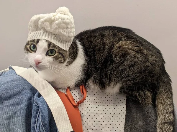 Cat Hat Scarf Gray Background — Zdjęcie stockowe