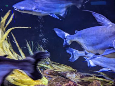 Akvaryumun güzel sualtı dünyası