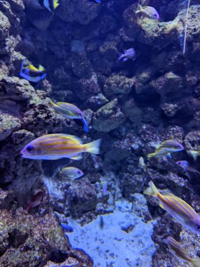 Akvaryumdaki su altı mercan resifleri