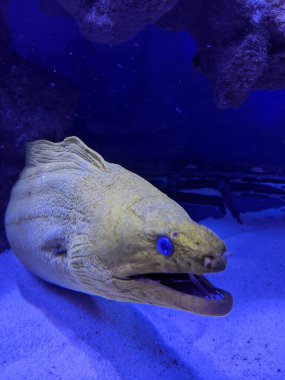 Akvaryumdaki balıkların sualtı görüntüsü