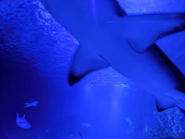 Güzel bir denizin sualtı manzarası