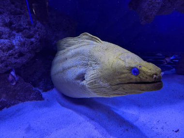 Güzel bir tropikal balığın sualtı manzarası