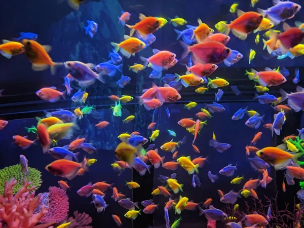 beautiful colorful fish in the aquarium