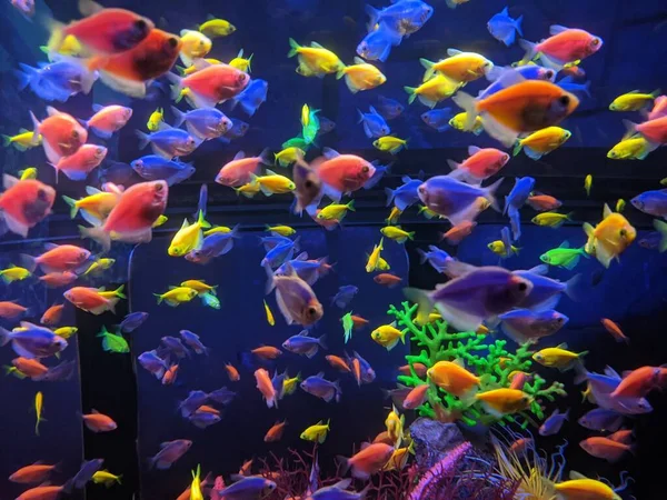 beautiful underwater world. aquarium fish in the sea.