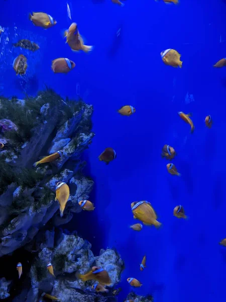 underwater view of beautiful sea fish