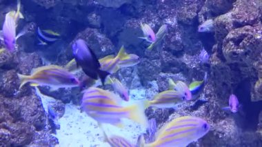 Güzel sualtı dünyası, balıklar ve hayvanlar