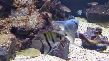 Güzel sualtı dünyası, balıklar ve hayvanlar