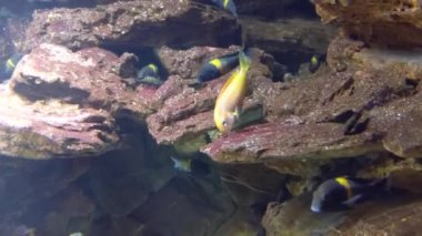 Güzel sualtı dünyası, balıklar ve hayvanlar