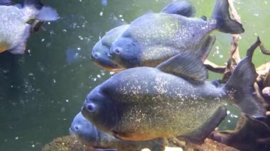 Akvaryumdaki yırtıcı piranha balığı.