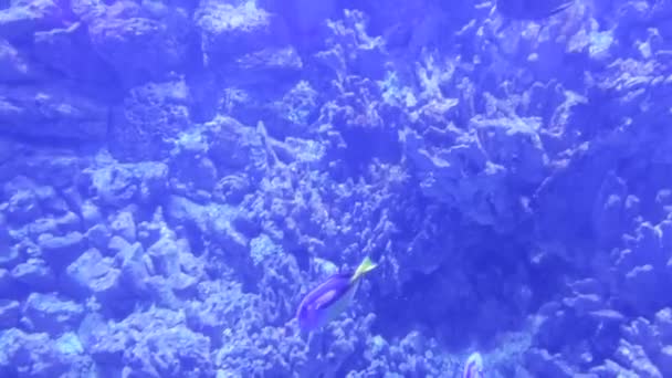 美丽的水下世界 鱼类和动物 — 图库视频影像