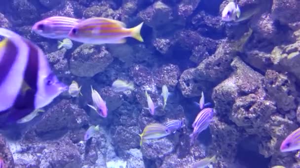 美丽的水下世界 鱼类和动物 — 图库视频影像