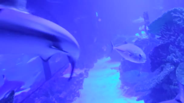 Красивий Підводний Світ Риба Фауна — стокове відео