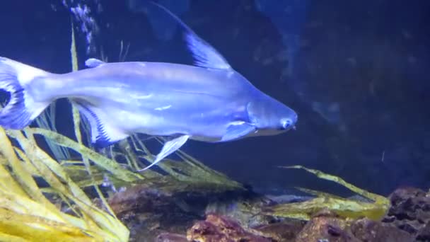 Güzel Sualtı Dünyası Balıklar Hayvanlar — Stok video