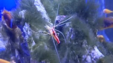 Güzel sualtı dünyası, balıklar ve hayvanlar