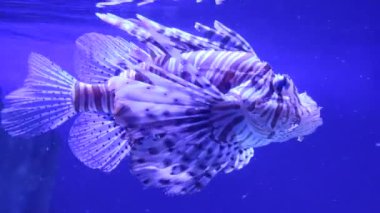 Güzel sualtı dünyası, balıklar ve hayvanlar