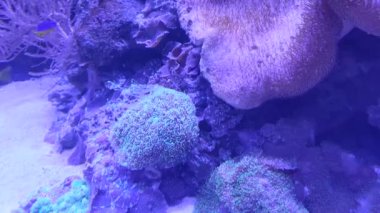 Güzel sualtı dünyası, balıklar ve hayvanlar