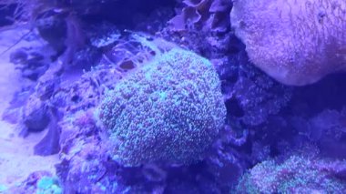 Güzel sualtı dünyası, balıklar ve hayvanlar