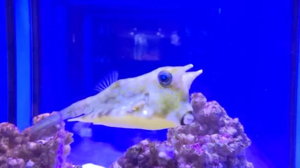 Schöne Unterwasserwelt Fische Und Fauna — Stockvideo