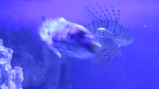 Piękny Podwodny Świat Ryby Fauna — Wideo stockowe