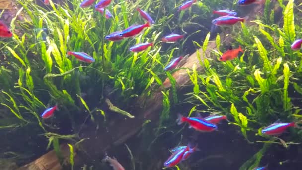 Belo Mundo Subaquático Peixes Fauna — Vídeo de Stock