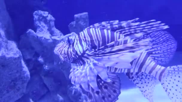 Prachtige Onderwaterwereld Vissen Fauna — Stockvideo