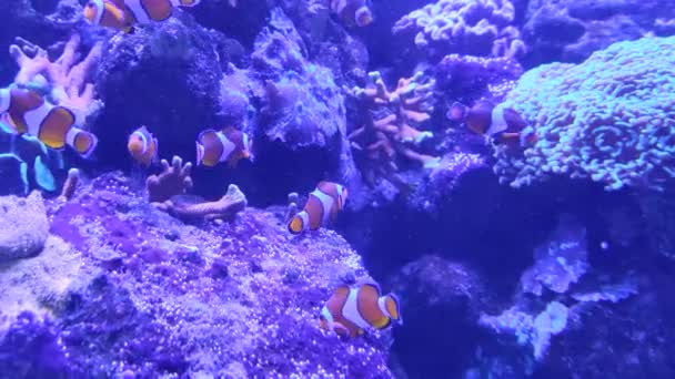 Prachtige Onderwaterwereld Vissen Fauna — Stockvideo