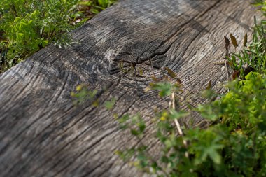 Eski ağaç ahşap doku tahtası