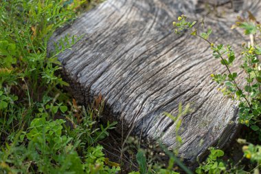 Eski ağaç ahşap doku tahtası
