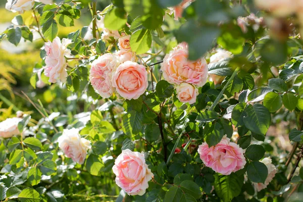 Pivoine Rose Rose Couleur Buisson — Photo