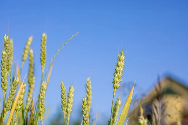 Raw Green Unripe Wheat Field Blue Sky — Stock Fotó