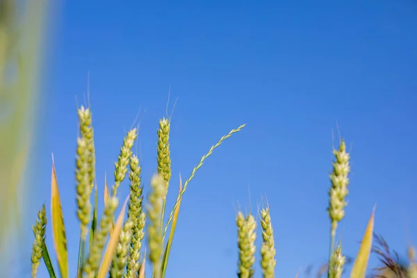Сырое Зеленое Незрелое Пшеничное Поле Голубом Небе — стоковое фото