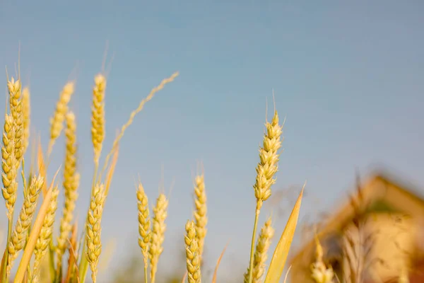 Золотисто Жовте Стигле Пшеничне Поле Блакитному Небі — стокове фото