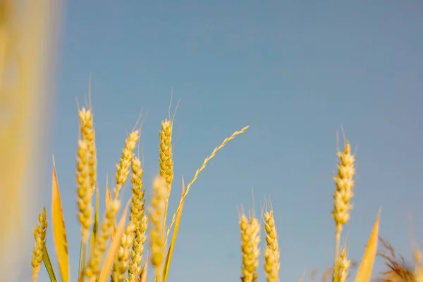 Golden Yellow Ripe Wheat Field Blue Sky — 스톡 사진