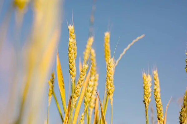 Golden Yellow Ripe Wheat Field Blue Sky — Stock Fotó