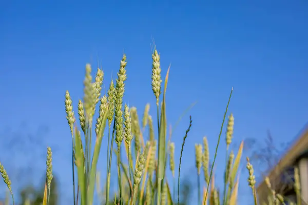 Campo Trigo Verde Cru Imaturo Céu Azul — Fotografia de Stock