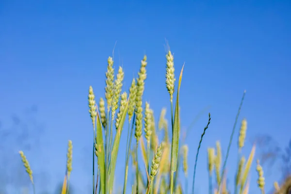 Raw Green Unripe Wheat Field Blue Sky — 스톡 사진