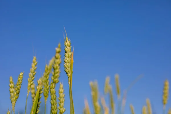 Raw Green Unripe Wheat Field Blue Sky — 스톡 사진