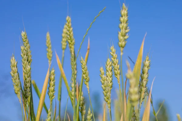 Raw Green Unripe Wheat Field Blue Sky — Fotografia de Stock
