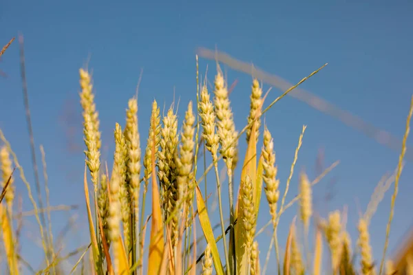 Golden Yellow Ripe Wheat Field Blue Sky — 스톡 사진