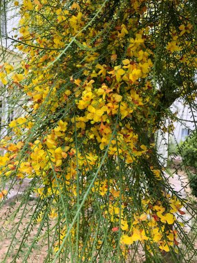 Türkiye 'de ilkbahar akasyası çiçek açıyor