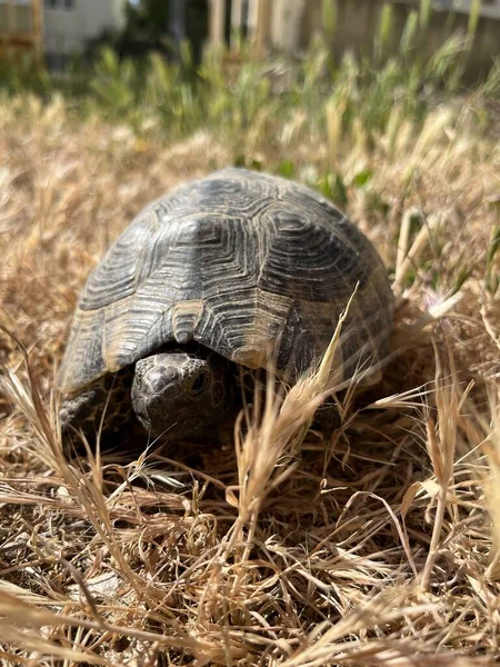 tortoise on the beach. Land turtle in the grass. Mediterranean turtle.