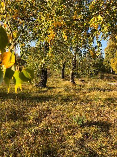 Deciduous forest on a sunny autumn day. Sunny day in the forest.