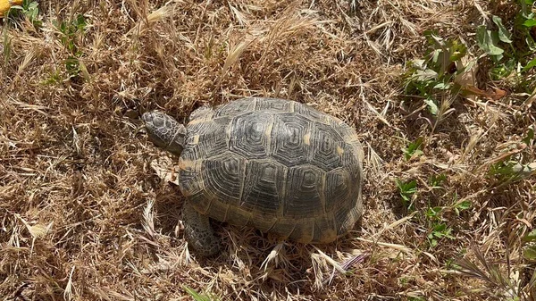 Kaplumbağa yeşil çimlerin üzerinde oturuyor.