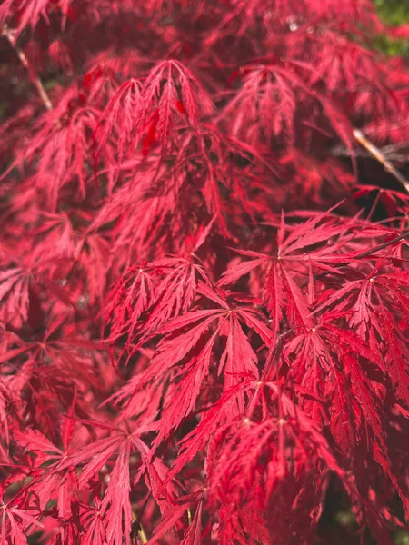 leaves of autumn maple leaf. Red maple leaves close up.